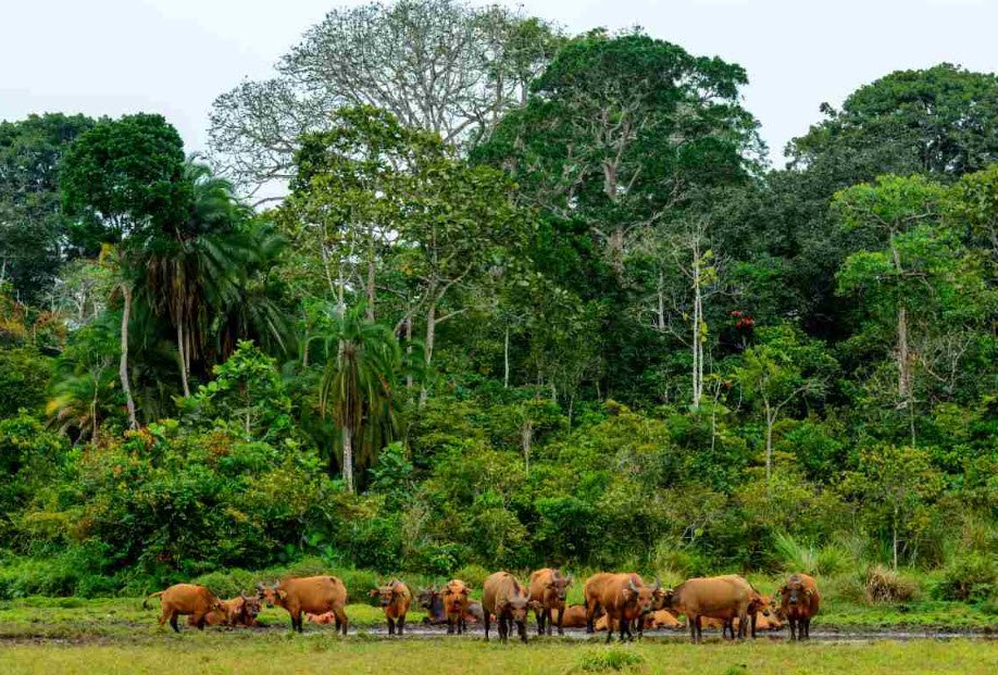 Odzala-Kokoua National Park, Cuvette-Ouest & Sangha Regions, DR Congo
